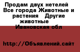 Продам двух нетелей - Все города Животные и растения » Другие животные   . Ивановская обл.